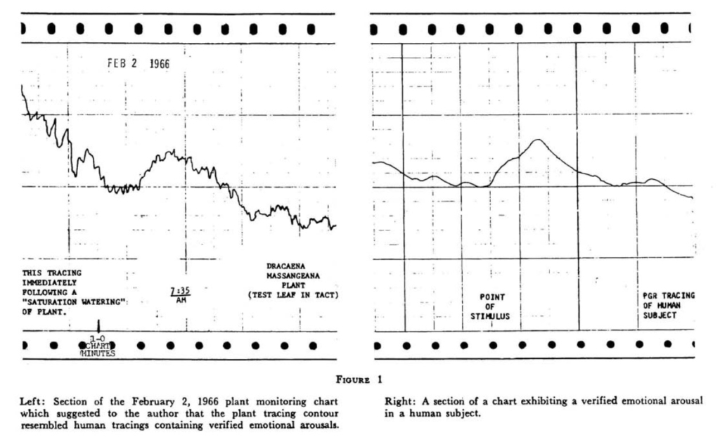 Hình 6-2: Khi tưới nước cho cây ngưu thiệt lan, đường cong của nó tương tự như đường cong phản ứng cảm xúc của một người khi hạnh phúc. Bên trái: Đường cong phản ứng của cây ngưu thiệt lan khi được tưới nước. Bên phải: Đường cong phản ứng cảm xúc của một người khi hạnh phúc. (Ảnh: “Thực vật cũng có cảm xúc”)