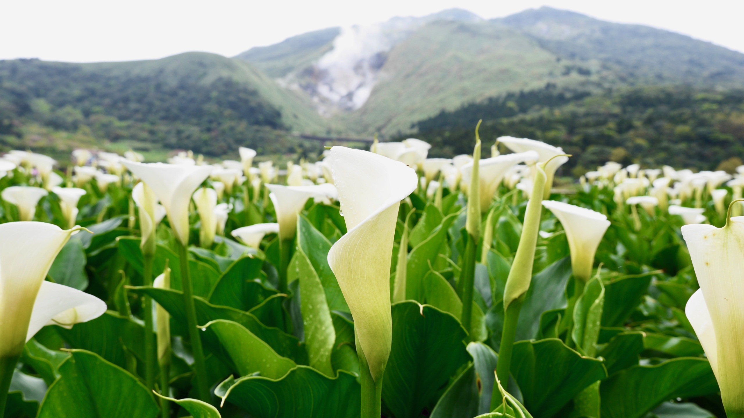 Trong thế giới đầy màu sắc có đủ loại bệnh lạ. Thầy thuốc Diêu Mông có tính khí cổ quái. (Ảnh: Liêu Úy Duẫn/The Epoch Times)