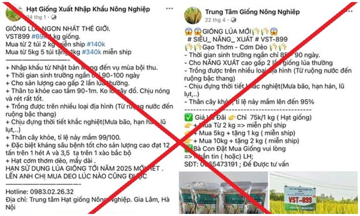 lừa bán thóc giống trên mạng