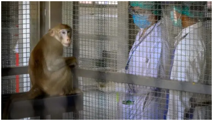 Việt Nam xuất cảng khỉ sống sang Trung Quốc