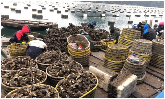 Việt Nam tăng xuất cảng hàu tươi sang Đài Loan, Lào