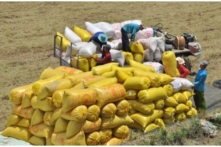 Xuất cảng tăng, giá gạo Việt Nam lên gần 1,000 USD/tấn