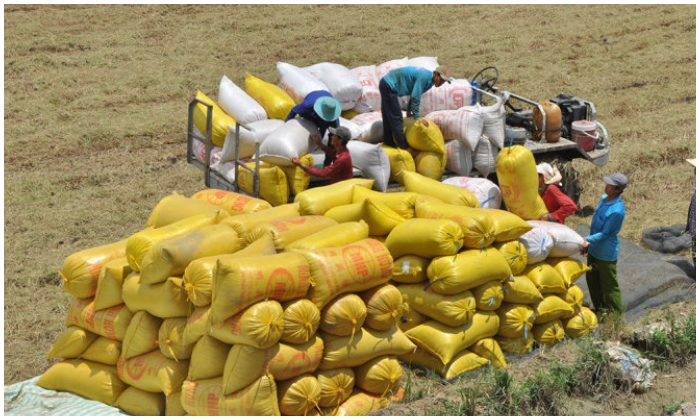 Xuất cảng tăng, giá gạo Việt Nam lên gần 1,000 USD/tấn