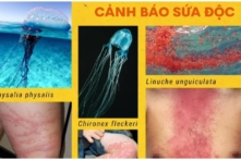 Việt Nam: Cảnh báo sứa lửa ở vùng biển Nha Trang gây nguy hiểm