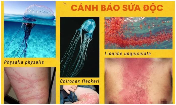 sứa lửa ở Nha Trang