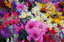 Ngôn ngữ của các loài hoa: Lời ít, ý nhiều