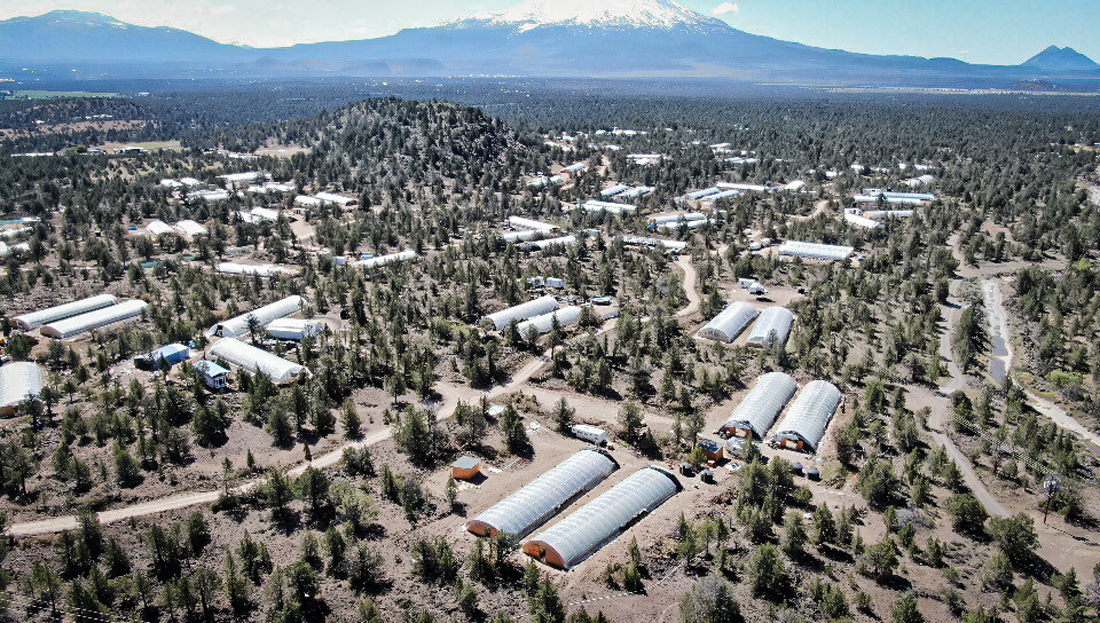 Theo cảnh sát trưởng quận, khoảng 5,000 nhà kính đang được sử dụng để trồng cần sa trái phép ở Quận Siskiyou của California. (Ảnh: Được đăng dưới sự cho phép của Phòng Cảnh sát Quận Siskiyou)