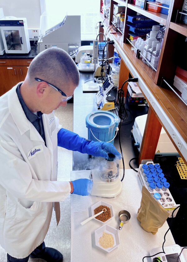 Tiến sĩ David Killilea phân tích các mẫu lúa mì tại Đại học California San Francisco. (Ảnh được đăng với sự cho phép của Holly Duden)