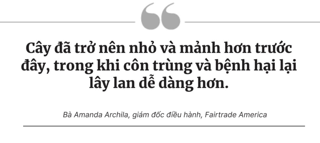 Hoạt động sản xuất cà phê trên toàn cầu bị đe dọa, nông dân tìm kiếm những giải pháp mới