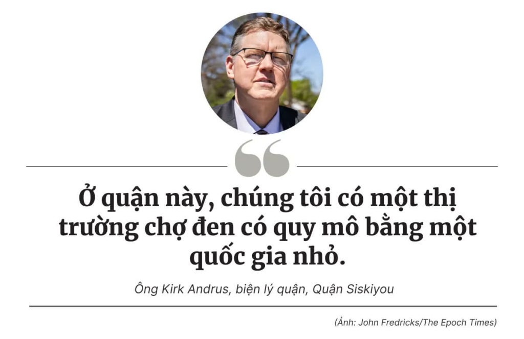 Một vùng đất hoang vu ở California lại trở thành điểm nóng cho cần sa chợ đen như thế nào