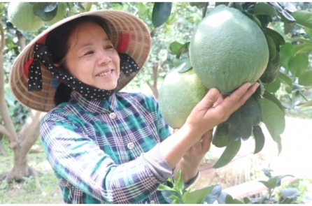 Trái bưởi Việt Nam được cấp phép vào thị trường Nam Hàn