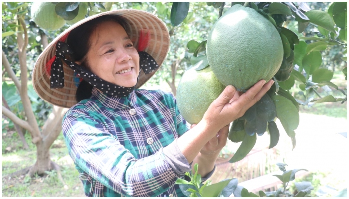 Trái bưởi Việt Nam được cấp phép vào thị trường Nam Hàn